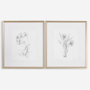 Botanical Sketches Framed Prints, S/2
