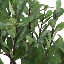 Load image into Gallery viewer, Arbor Strawberry Tree