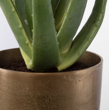 Load image into Gallery viewer, Arabia Aloe Planter