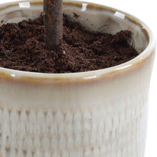 Load image into Gallery viewer, Solea Olive Accent
