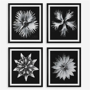 Contemporary Floret Framed Prints, S/4