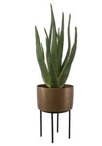 Arabia Aloe Planter