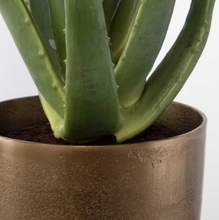 Load image into Gallery viewer, Arabia Aloe Planter
