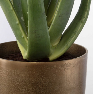 Arabia Aloe Planter