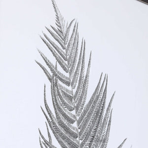 Silver Ferns Framed Prints - Set of 2